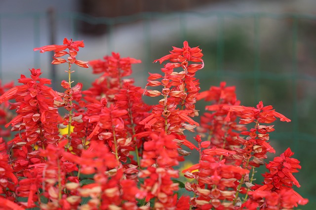 赤いサルビアの花